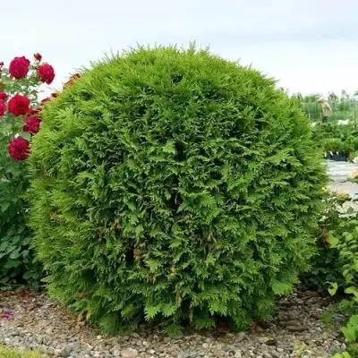 Туя ВУДВАРДИ западная в Витебске