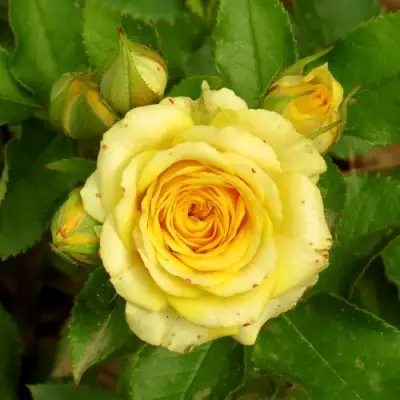 Роза САН СИТИ спрей в Витебске