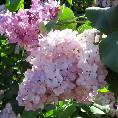 Сирень ГОРТЕНЗИЯ в Витебске