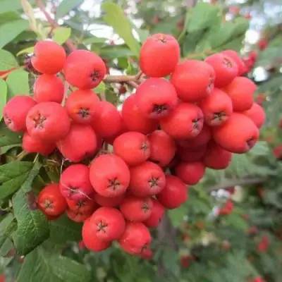 Рябина НЕВЕЖИНСКАЯ сладкоплодная в Витебске