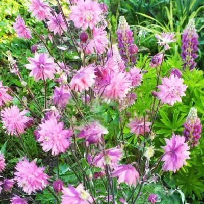 Аквилегия БАРЛОУ ПИНК гибрид МакКаны в Витебске