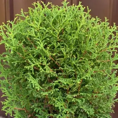 Туя ХОЗЕРИ западная в Витебске