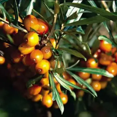 Облепиха ДАР КАЗАКОВУ в Витебске