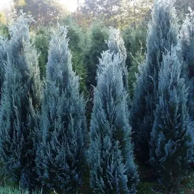 Кипарисовик ДАРТС БЛЮ РИББОН лавсона в Витебске