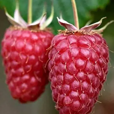 Малина РУБИНОВОЕ ОЖЕРЕЛЬЕ в Витебске