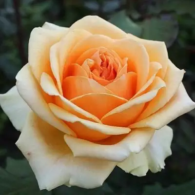 Роза ГЕЙША чайно-гибридная в Витебске