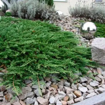 Можжевельник ПРИНЦ ОФ УЭЛЬС горизонтальный в Витебске