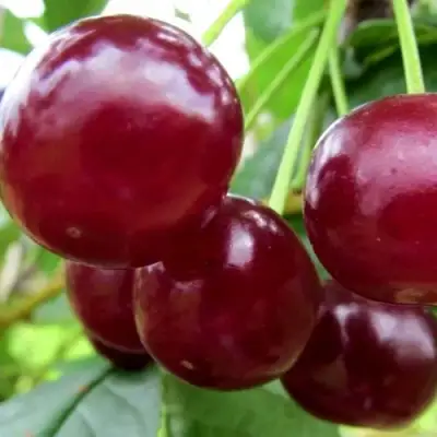 Вишня ГРИОТ БЕЛОРУССКИЙ в Витебске