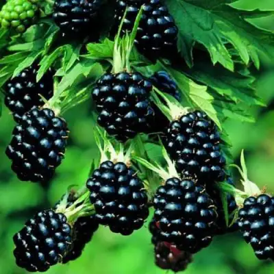 Ежевика КИТАНИНИ бесшипная  в Витебске