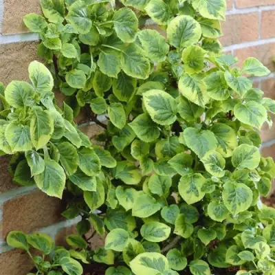 Гортензия МИРАНДА черешковая в Витебске