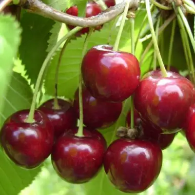 Вишня ХАРИТОНОВСКАЯ в Витебске