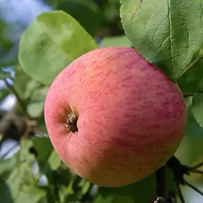 Яблоня МЕЛБА в Витебске