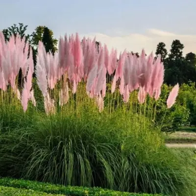 Кортадерия розовая (пампасная трава) в Витебске