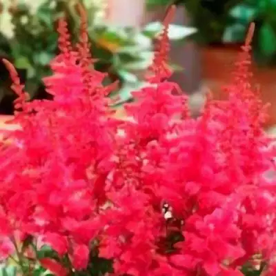 Астильба ЮНИК КАРМИН гибридная в Витебске