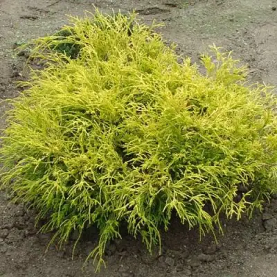 Кипарисовик ГОЛДЕН МОП горохоплодный в Витебске