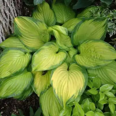 Хоста СТЕЙНД ГЛАСС гибридная в Витебске