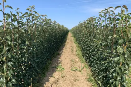 Наши саженцы, посадка и уход - Правильная посадка растений