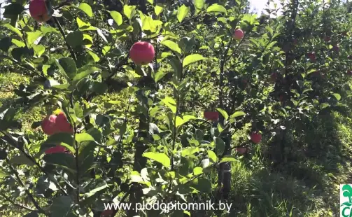 Превью видео