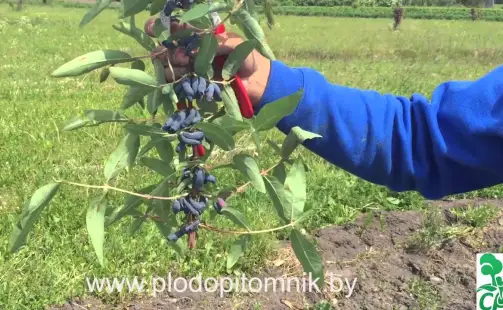 Превью видео