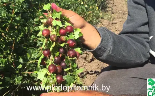 Превью видео