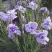 Ирис ИМПЕРИАЛ ОПАЛ сибирский в Витебске