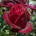 Роза ПАПА МЕЙЯН чайно-гибридная в Витебске