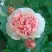 Роза ФИЛИНГ чайно-гибридная в Витебске