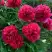 Пион БЕЛГРАВИЯ травянистый в Витебске