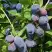 Жимолость съедобная БЛУ ТРЕЖЭ (ГОЛУБОЕ СОКРОВИЩЕ) в Витебске