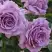Роза ЛАВ СОНГ флорибунда в Витебске