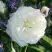 Роза АЛАБАСТЕР флорибунда в Витебске