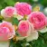 Роза ПЬЕР ДЕ РОНСАР плетистая в Витебске