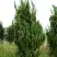 Можжевельник КАЙЗУКА китайский в Витебске