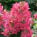 Гортензия МЕГА МИНДИ метельчатая в Витебске