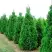 Туя СПИРАЛИС западная в Витебске