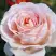 Роза АНДРЕ ЛЕ НОТР чайно-гибридная в Витебске
