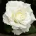 Роза МОНДИАЛЬ чайно-гибридная в Витебске
