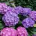 Гортензия ГАМБУРГ крупнолистная в Витебске