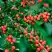 Кизильник горизонтальный в Витебске