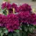 Рододендрон КАЛИ в Витебске