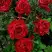 Роза РЕД ИНТУИШН чайно-гибридная в Витебске