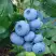 Голубика ТОРО в Витебске
