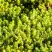 Очиток (седум) ЙЕЛЛОУ КВИН едкий в Витебске