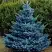 Ель МАДЖЕСТИК БЛЮ колючая в Витебске