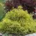 Кипарисовик ГОЛДЕН МОП горохоплодный в Витебске