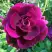 Роза БУРГУНДИ АЙС флорибунда в Витебске