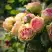 Роза ПИТАХАЙЯ чайно-гибридная в Витебске