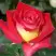 Роза ФРЕНДШИП чайно-гибридная в Витебске