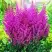Астильба ПЕПЛ РЕЙН гибридная в Витебске