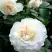 Роза ВАЙТ МЕЙДИЛАНД почвопокровная в Витебске